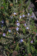 Lobostemon trigonus