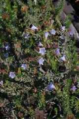 Lobostemon trigonus