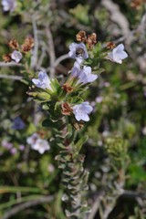 Lobostemon trigonus
