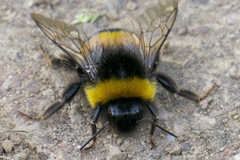 Bombus terrestris