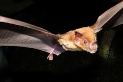 Phyllostomus discolor