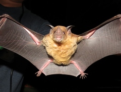 Phyllostomus discolor