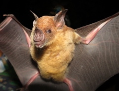 Phyllostomus discolor