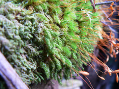 Leptostomum inclinans