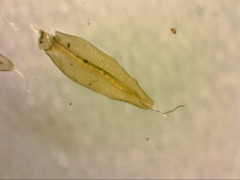 Leptostomum inclinans