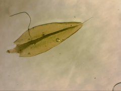 Leptostomum inclinans