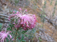 Isopogon dubius