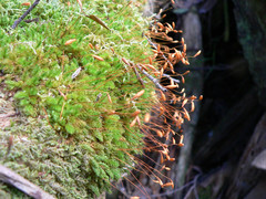 Leptostomum inclinans