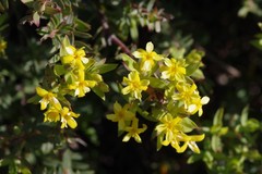 Gnidia styphelioides