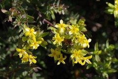 Gnidia styphelioides