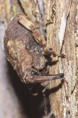 Ectopsis ferrugalis