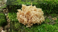 Artomyces pyxidatus