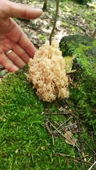 Artomyces pyxidatus