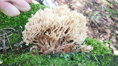Artomyces pyxidatus