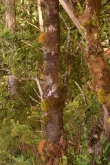 Leptostomum inclinans