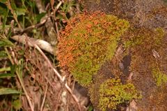 Leptostomum inclinans