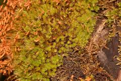 Leptostomum inclinans