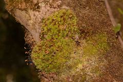 Leptostomum inclinans