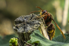 Vespa crabro