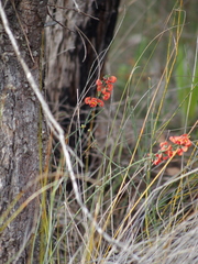 Sphaerolobium grandiflorum