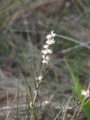 Hakea sulcata