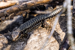 Podarcis muralis