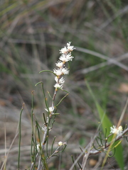Hakea sulcata