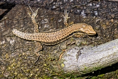 Podarcis muralis