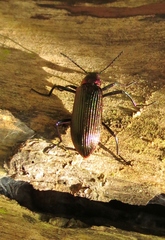 Strongylium auratum