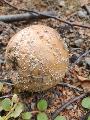 Monilinia