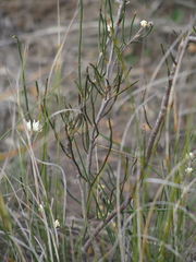 Hakea sulcata