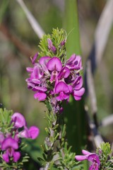 Indigofera sulcata