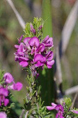 Indigofera sulcata