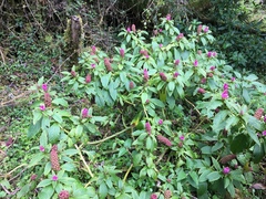 Phytolacca bogotensis