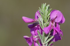 Indigofera sulcata