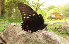 Papilio menatius victorinus