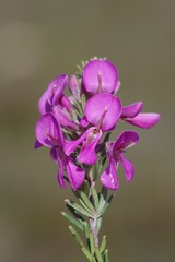 Indigofera sulcata
