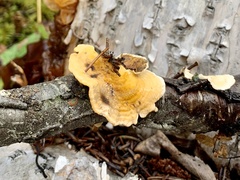 Phaeotremella frondosa