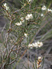 Hakea sulcata