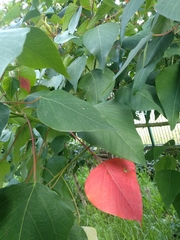 Homalanthus populifolius
