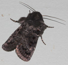 Proteuxoa rubripuncta