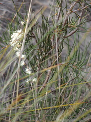 Hakea sulcata