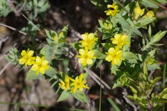 Gnidia styphelioides