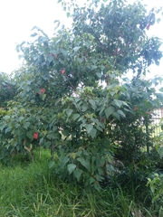 Homalanthus populifolius