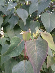 Homalanthus populifolius
