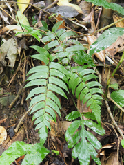 Polystichum lepidocaulon