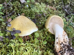 Tricholoma arvernense