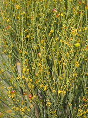 Leptomeria
