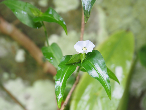 Commelina auriculata iNat (2)