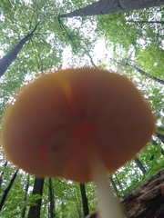 Fungi